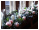 Hurricane Vases and Flowers for Windowsill